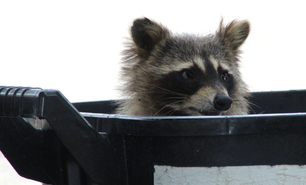 Raccoon peeking out of a dirty garbage bin — pests attracted by bin odors